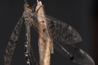 *Le Fourmilion longicorne (Neuroptre - Myrmeleontidae - Distoleon tetragrammicus)